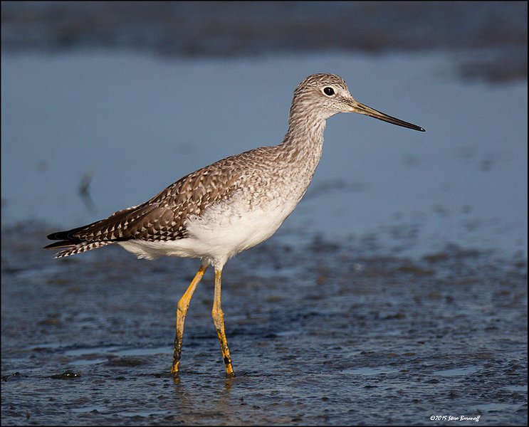 _5SB4874 greater yellowlegs.jpg